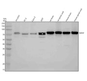 Anti-NDNF Antibody Picoband®