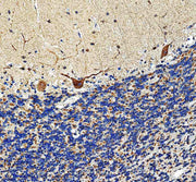 Anti-NDNF Antibody Picoband®