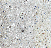Anti-NDNF Antibody Picoband®