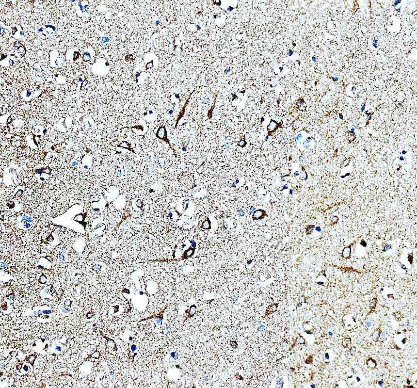 Anti-NDNF Antibody Picoband®