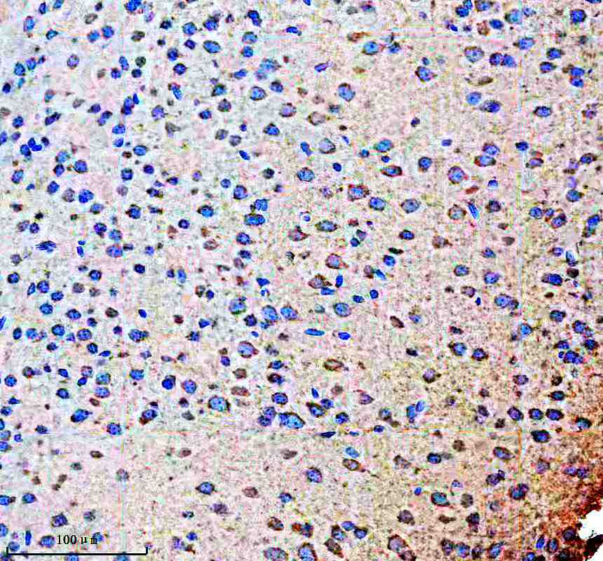 Anti-NDNF Antibody Picoband®