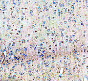 Anti-NDNF Antibody Picoband®
