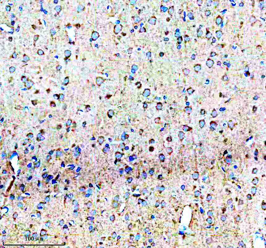 Anti-NDNF Antibody Picoband®