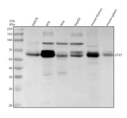 Anti-ETV3 Antibody Picoband®