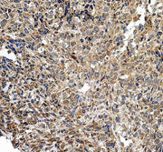 Anti-ETV3 Antibody Picoband®