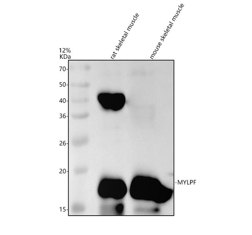Boster A11730-1 validation image 1