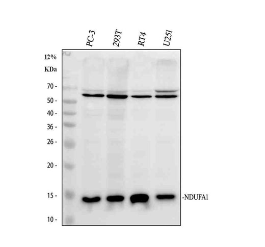 Anti-NDUFA11 Antibody Picoband®