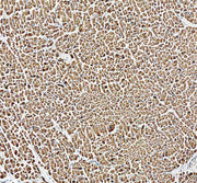 Anti-NDUFA11 Antibody Picoband®