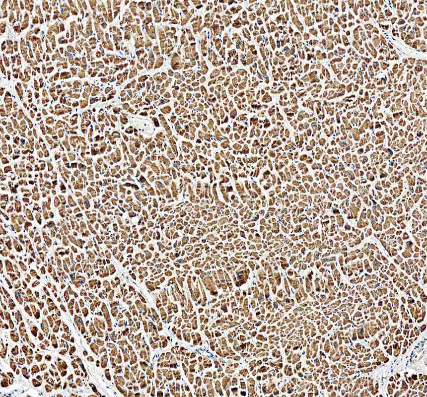 Anti-NDUFA11 Antibody Picoband®