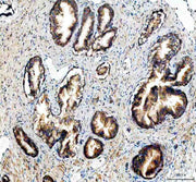 Anti-NDUFA11 Antibody Picoband®