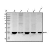 Anti-MRPS12 Antibody Picoband®
