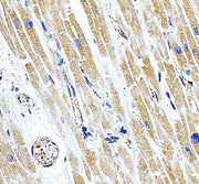 Anti-MRPS12 Antibody Picoband®