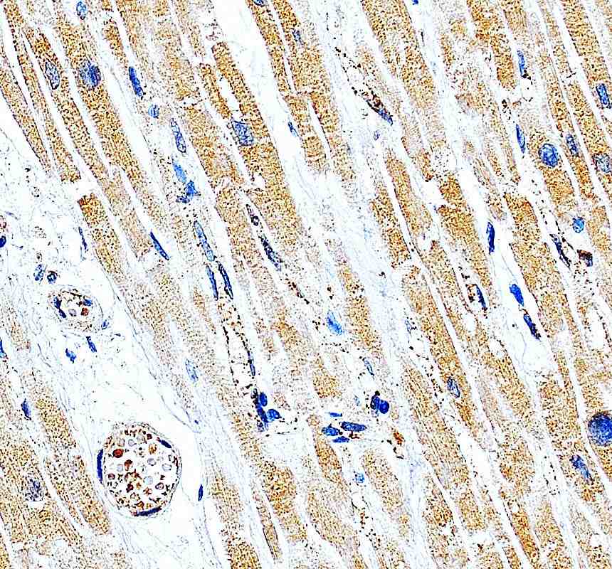 Anti-MRPS12 Antibody Picoband®