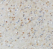 Anti-MRPS12 Antibody Picoband®