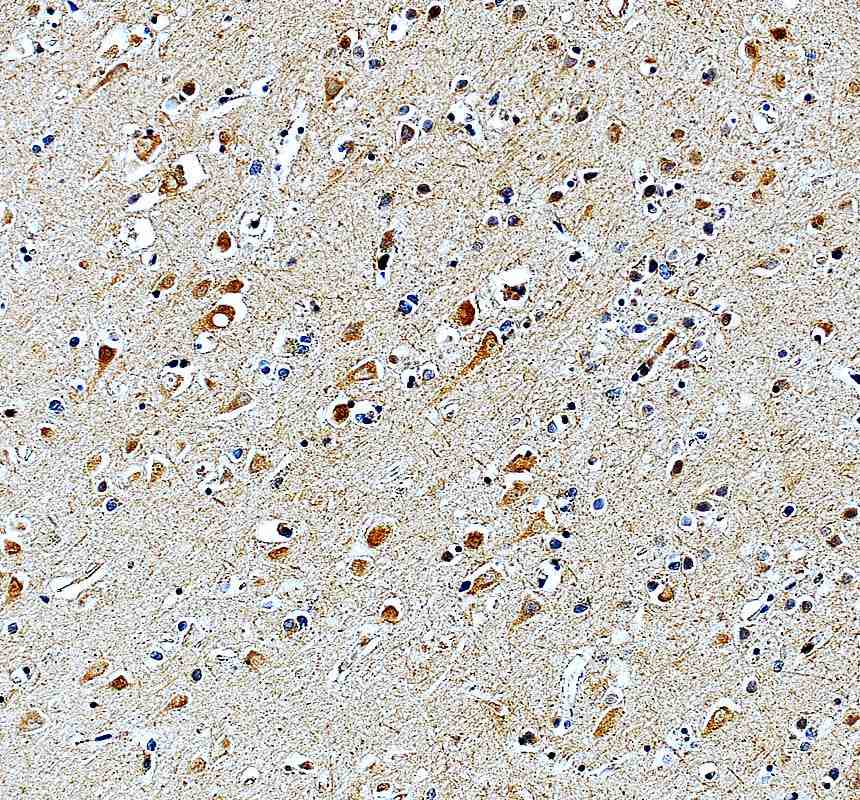 Anti-MRPS12 Antibody Picoband®