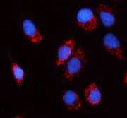 Anti-MRPS12 Antibody Picoband®