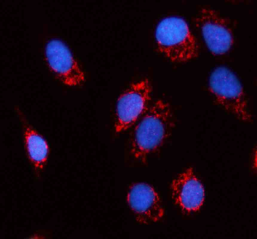 Anti-MRPS12 Antibody Picoband®