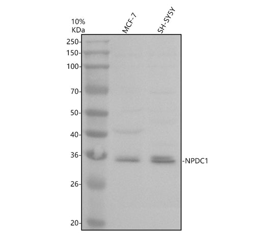 Boster A12846-3 validation image 1
