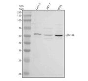 Anti-LSM14B Antibody Picoband®