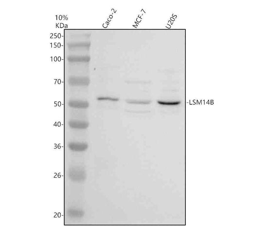 Anti-LSM14B Antibody Picoband®
