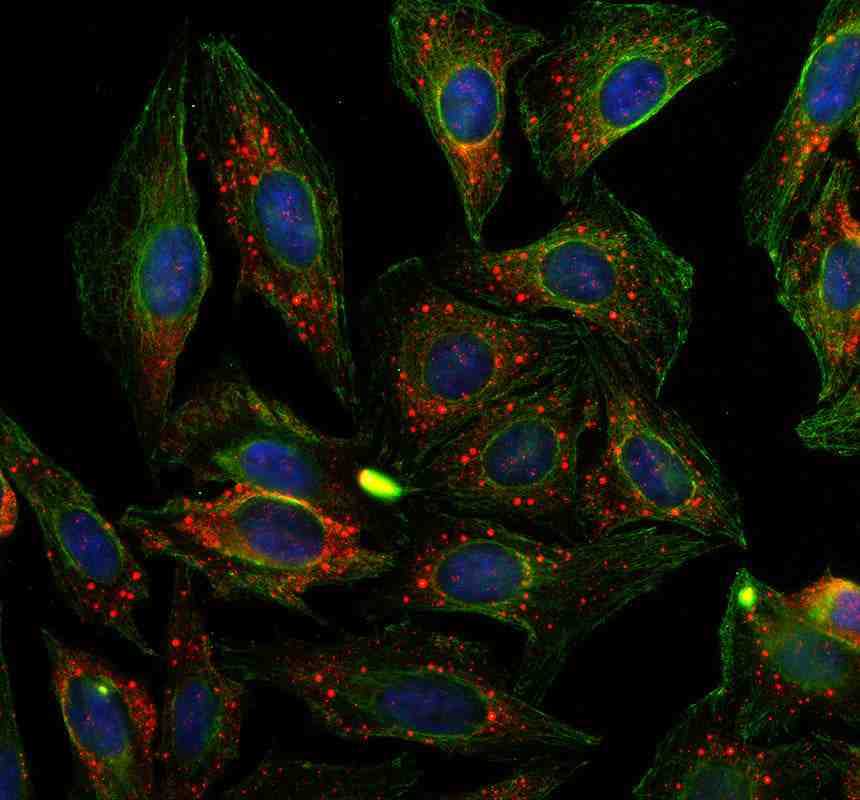 Anti-LSM14B Antibody Picoband®