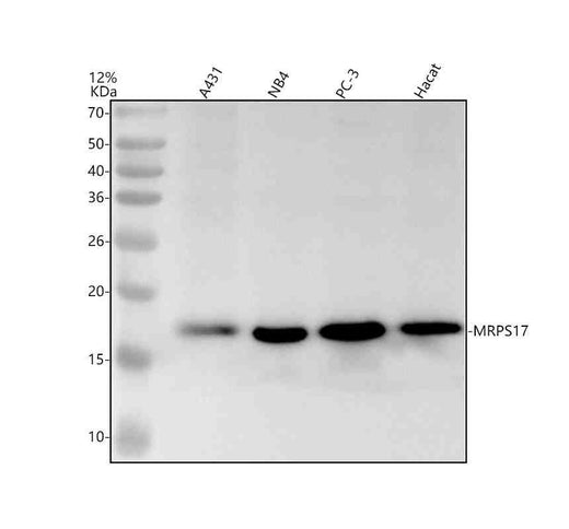 Anti-MRPS17 Antibody Picoband®