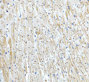 Anti-MRPS17 Antibody Picoband®