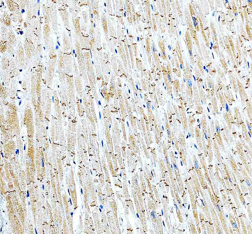 Anti-MRPS17 Antibody Picoband®