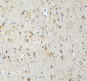 Anti-MRPS17 Antibody Picoband®