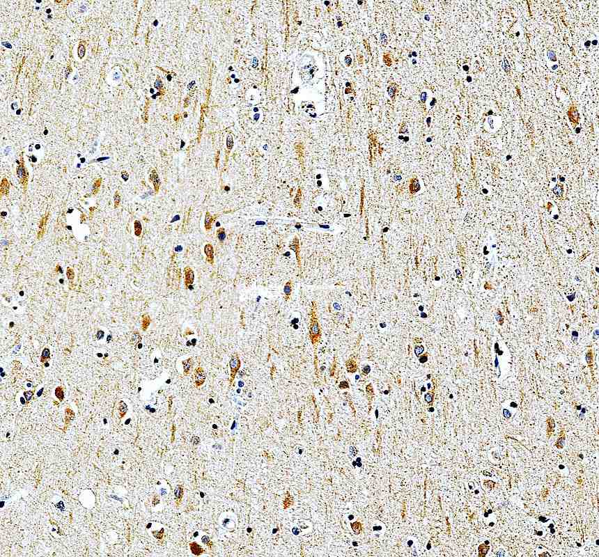 Anti-MRPS17 Antibody Picoband®