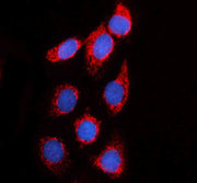 Anti-MRPS17 Antibody Picoband®