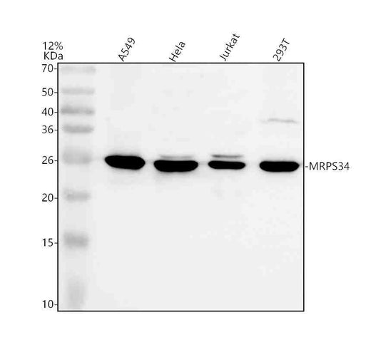 Anti-MRPS34 Antibody Picoband®