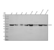 Boster A15917-1 validation image 1