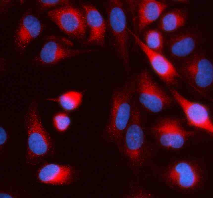 Anti-MIDN Antibody Picoband®