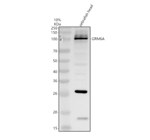 Boster AZA0A0R4IRN2 validation image 1