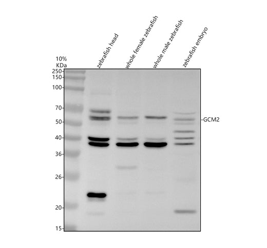 Boster AZA0A8M1N2I5 validation image 1
