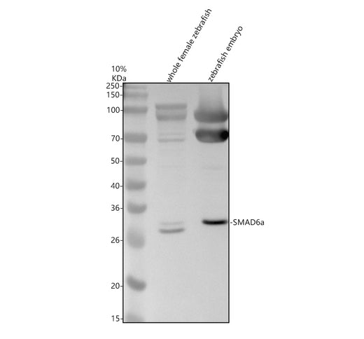 Boster AZA0A8M1N6X6 validation image 1