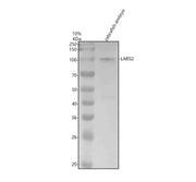 Anti-Zebrafish LARS2 Antibody Picoband®
