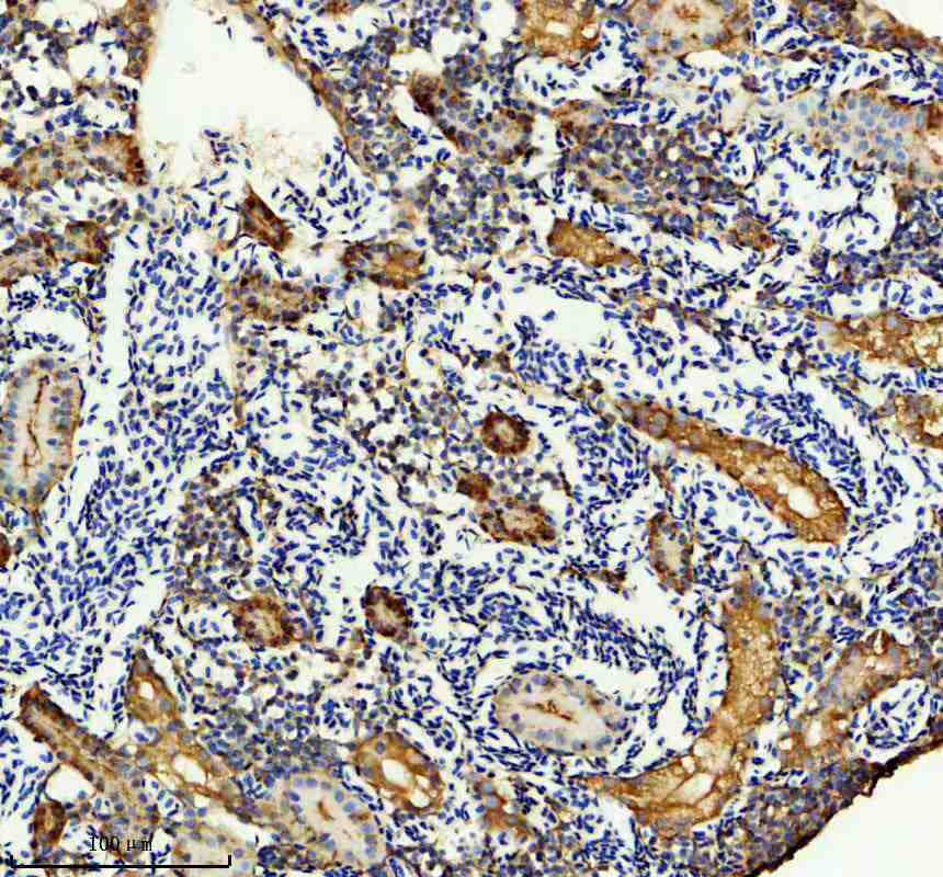 Anti-Zebrafish LARS2 Antibody Picoband®
