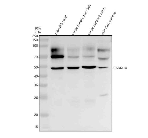 Anti-Zebrafish CADM1a Antibody Picoband®
