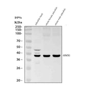 Anti-Zebrafish HMX1 Antibody Picoband®