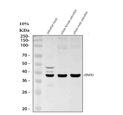 Anti-Zebrafish HMX1 Antibody Picoband®