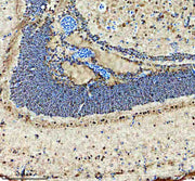 Anti-Zebrafish HMX1 Antibody Picoband®