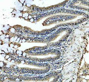 Anti-Zebrafish HMX1 Antibody Picoband®