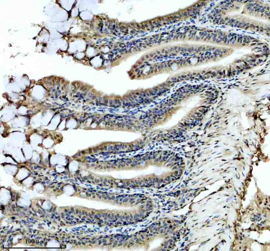 Anti-Zebrafish HMX1 Antibody Picoband®