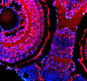 Anti-Zebrafish HMX1 Antibody Picoband®
