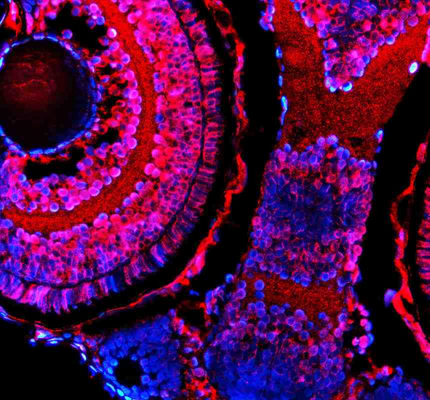 Anti-Zebrafish HMX1 Antibody Picoband®