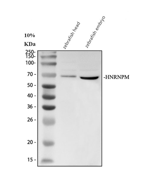 Boster AZA0A8M1NZJ3 validation image 1