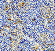 Boster AZA0A8M1PAC4 validation image 2