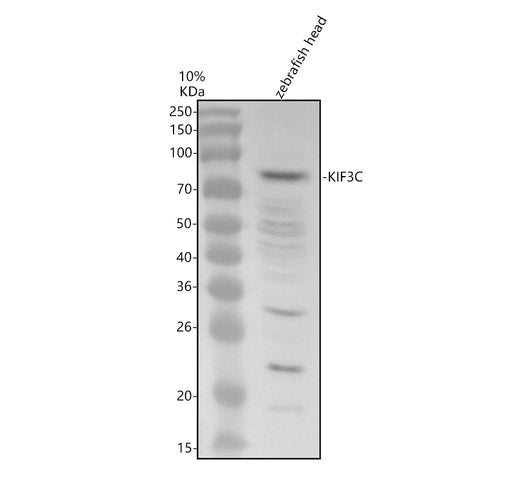 Boster AZA0A8M1RLR4 validation image 1